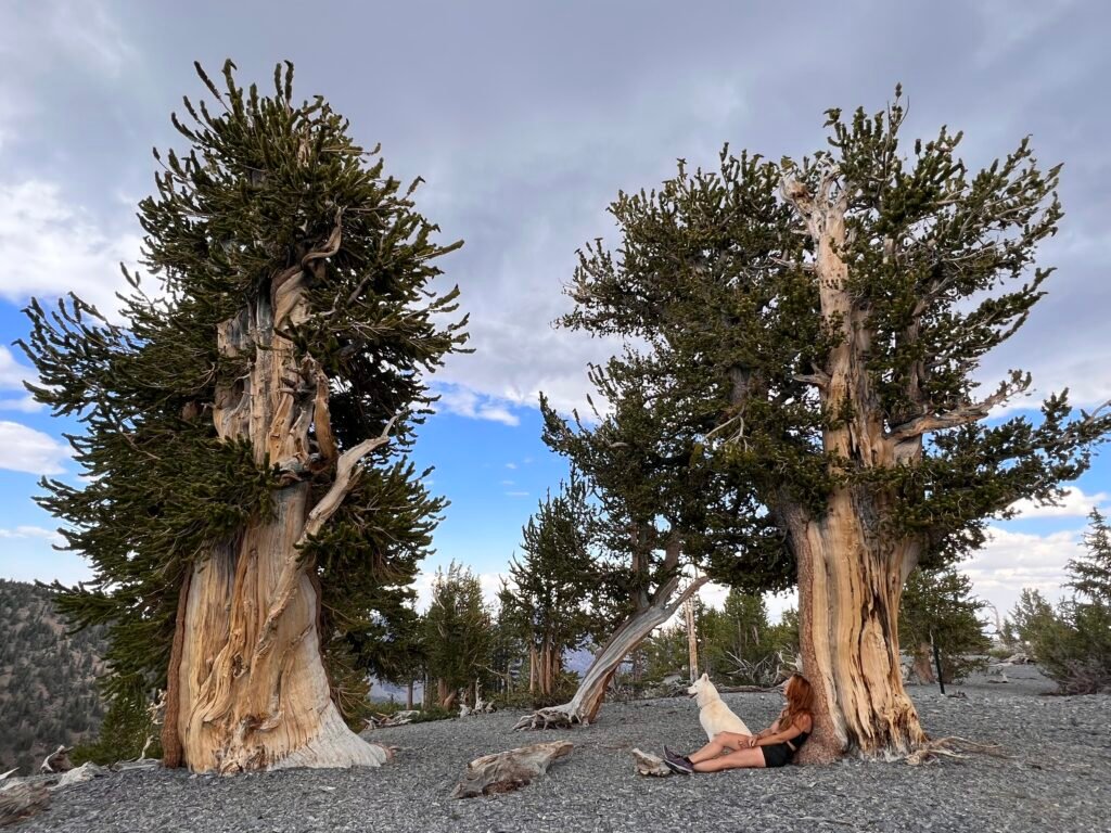 A photo of me and my dog sitting with the Bristlecone Pines on the top of Mt. Washington, Great Basin National Park Wilderness
