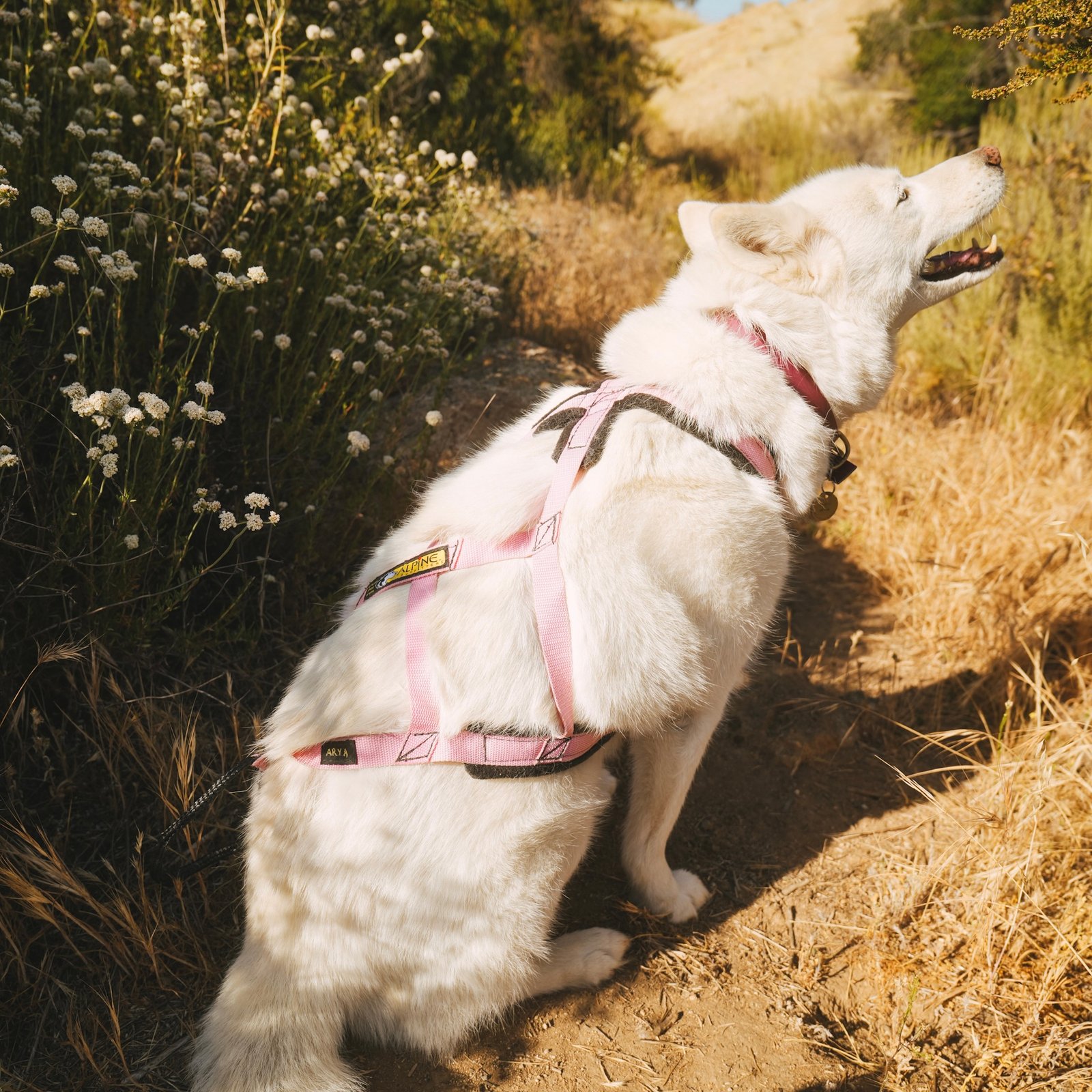 Chelsea's husky, Arya, who travels with her